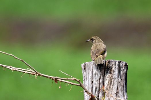 Image of a sparrow perched on the branch