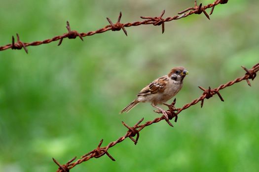 Image of a sparrow perched on the barb