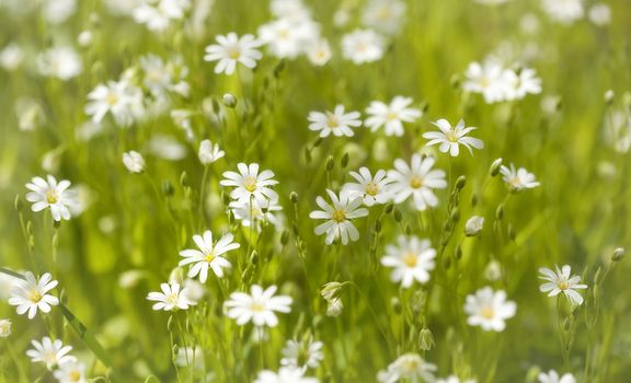 White wild flowers in the spring forest.