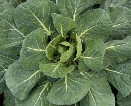 Green leaves of young cabbage in the garden.