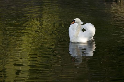 White swan floating on the surface of the water in the lake in the woods.