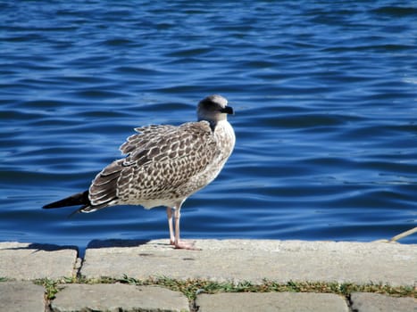 gull on the waterfront of the port of La Spezia, Italy