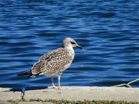 gull on the waterfront of the port of La Spezia, Italy