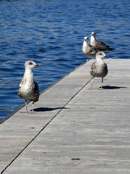 seagulls on the waterfront of the port of La Spezia, Italy