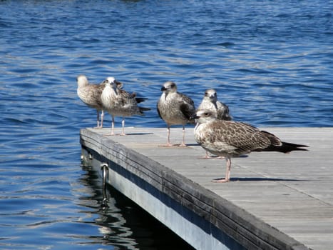 seagulls on the waterfront of the port of La Spezia, Italy