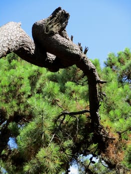 maritime pine branches with strange shapes