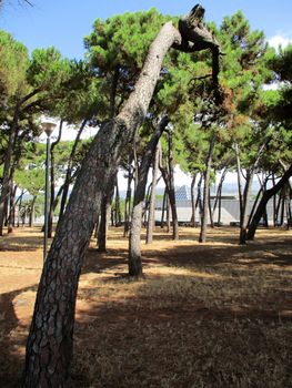 maritime pine branches with strange shapes