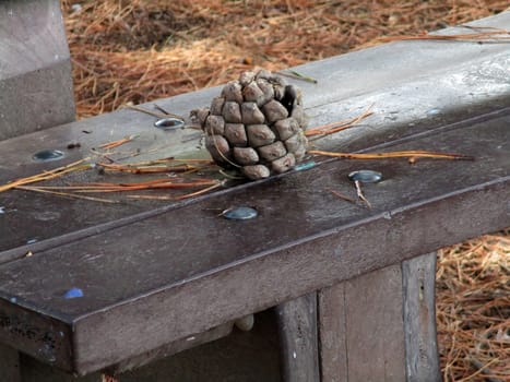 pinecone on the bench under maritime pine trees