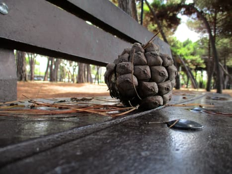 pinecone on the bench under maritime pine trees