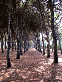 pine forest of pine trees, Tuscany, Italy