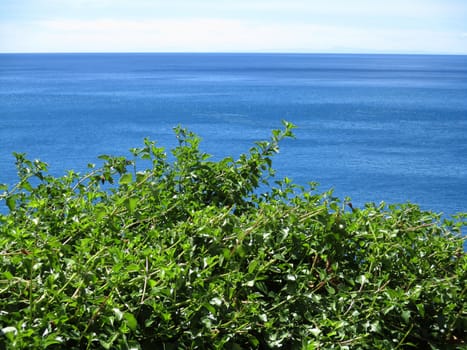 Green hedges in front of the blue sea