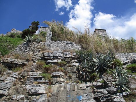 shrubs that grow among the rocks