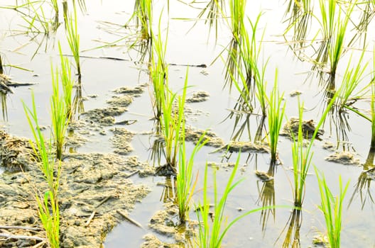 Planting new rice