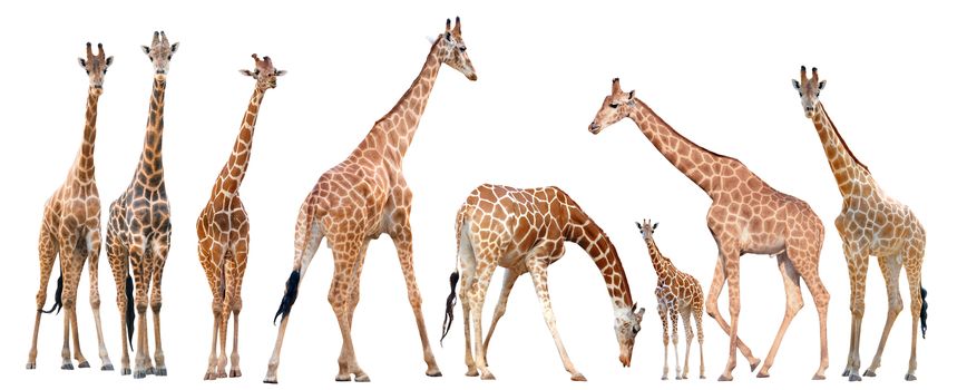 group of giraffe isolated on white background