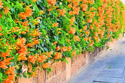 wall of Orange trumpet flower