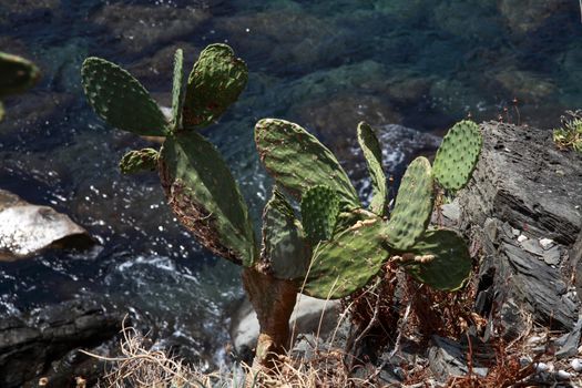 succulents that grow wild on the rocks of 5 terre