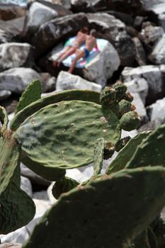 succulents that grow wild on the rocks of the 5 lands, in the background young couple on the rocks