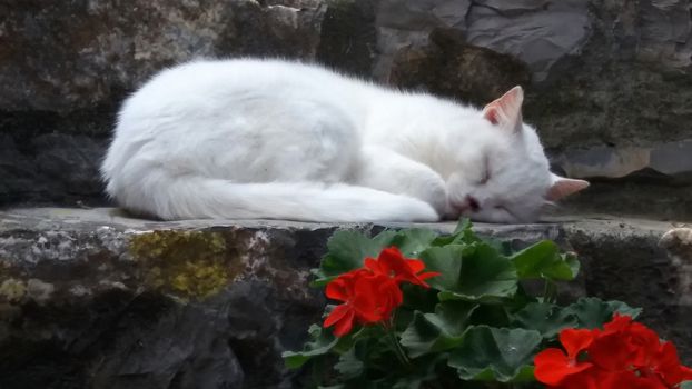 white cat resting on step in the shade