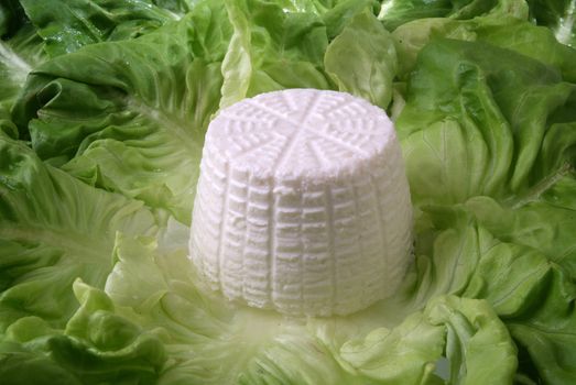 fresh ricotta cheese on bed of salad