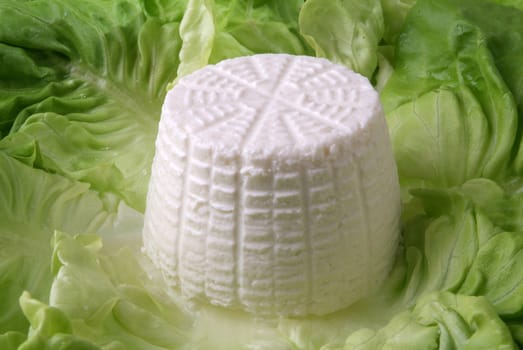 fresh cottage cheese on bed of salad