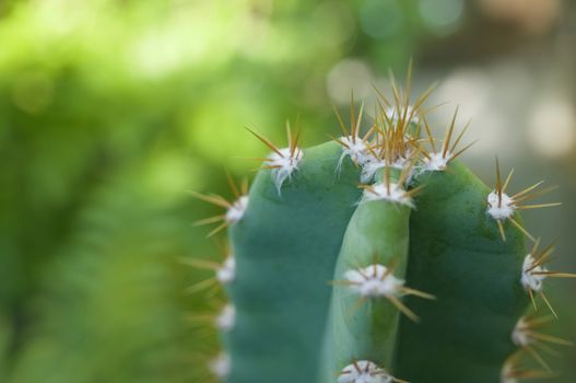 Close up cactus fairy castle with spines have bokeh on green background.