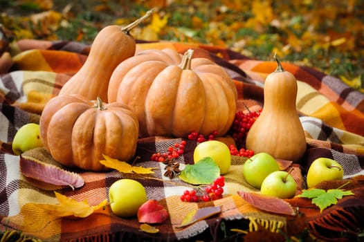 Typical autumn thanksgiving still life with blanket, pumpkins, apples, berries and coffee cups