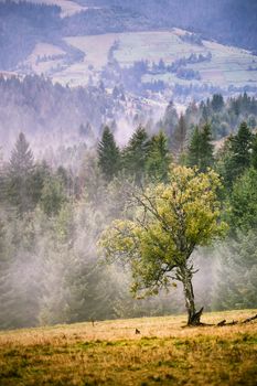 Autumn foggy Carpathian mountain scene. Fall rain and mist 