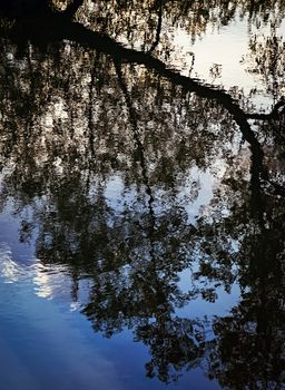 abstract background or texture reflection of a tree on the water