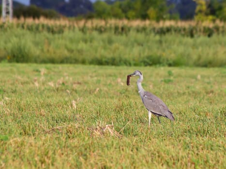 Blue heron  (Ardea cinerea)  enlarge hare hunting in the reeds.