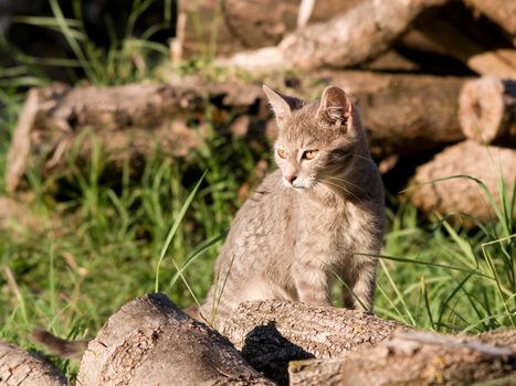 Domestic cat hunts in the woodpile.
