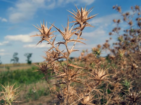 Field thistle (Eryngium campestre) in the fields of stubble and plants.
