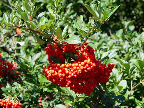 The fire thorn (Pyracantha coccinea) yields the park ornament.
