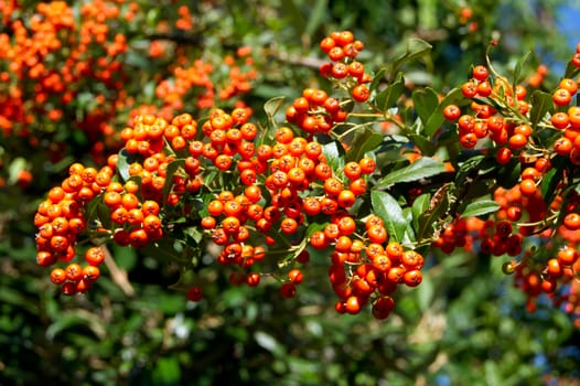 The fire thorn (Pyracantha coccinea) yields the park ornament.