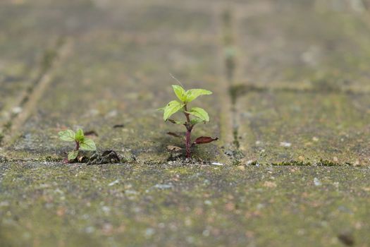 Small plant growing between bricks in paved yard
