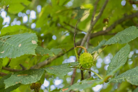 seed case on horse chestnut tree