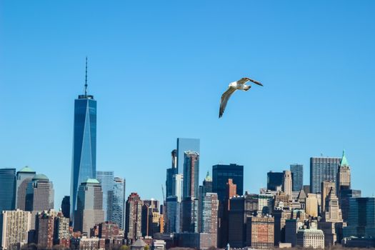 New York City , Manhattan financial district and a flying seagull
