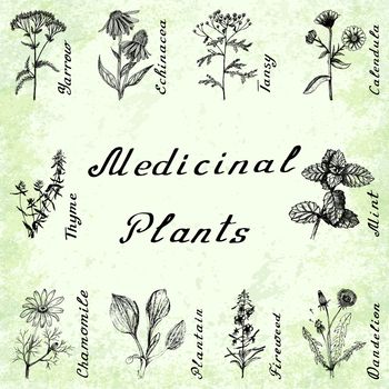 Vector set of 10 drawings of plants - yarrow, echinacea, tansy, calendula, thyme, mint, chamomile, plantain, fireweeed dandelion Hand drawing pencil Green grunge background