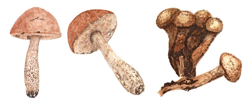 Set of watercolor mushrooms. Brown cap boletus, honey fungus, armillaria