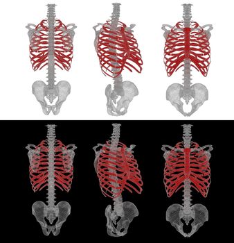 3d rendered illustration of the rib cage