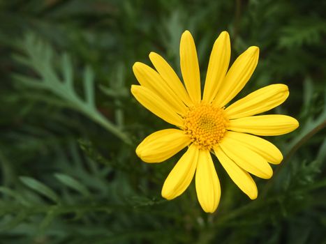 Yellow daisy flower in the garden