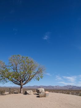 Tree and stone on the rest area beside California Desert Highway, United States.