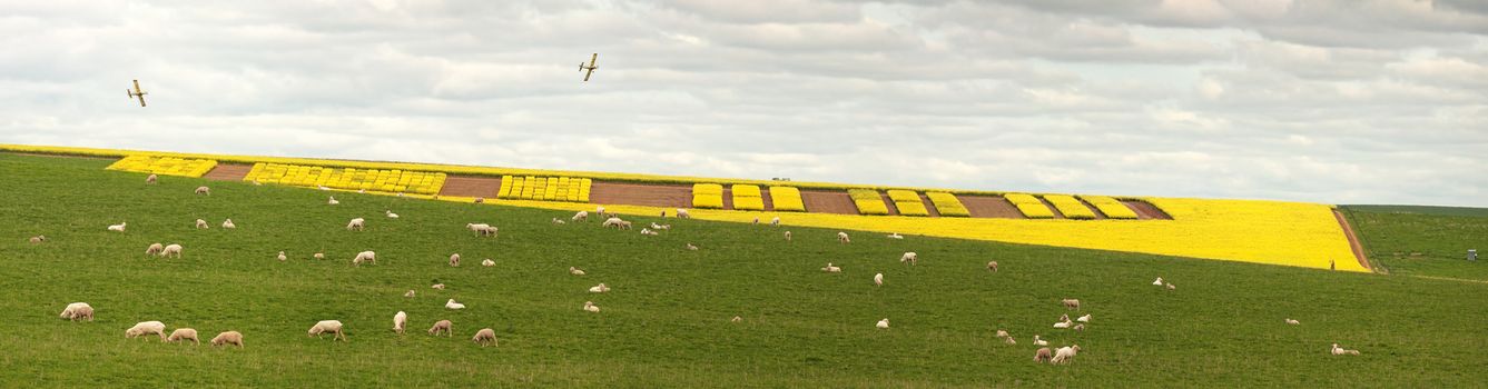 Patterns of canola in a field in Central West NSW. A plane flies above for an aerial view. Captured from distance you can clearly see the vehicle tracks in the soil, plane, etc. 12 images stitched together.