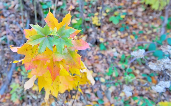 Macro leaves in autumn forest