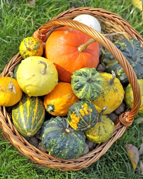 basket with different types of pumpkins