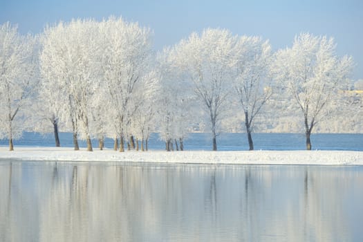 Frosty winter trees on Danube river