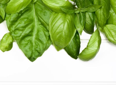 Horizontal Frame of Fresh Green Lush Foliage Basil Leafs closeup on White Plank background