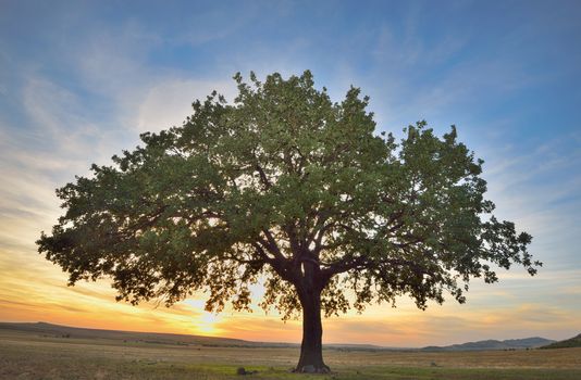 Old oak tree at sunset