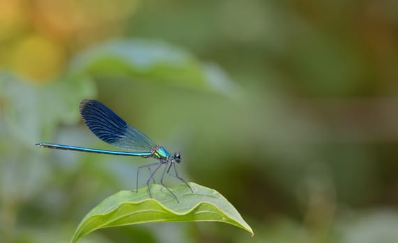 blue Coenagrionidae dragonfly in forest