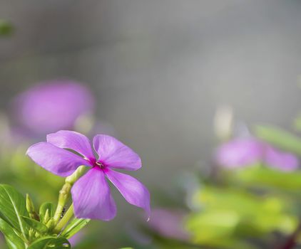 Purple Catharanthus roseus flowers. Pink Wildflower.