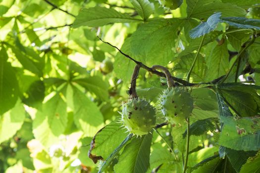 seed case on horse chestnut tree
